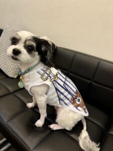 チップ　オーバーオール